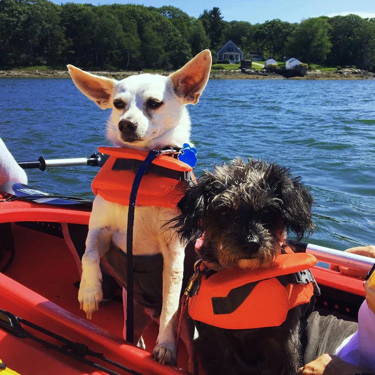 Doggy Wellness
